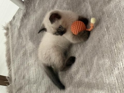 4 aylık kedimizi sahiplendirmek zorundayız