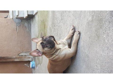 1,5 yaşında french bulldog erkek