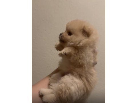 Sağlık ve ırk garantili pomeranian
