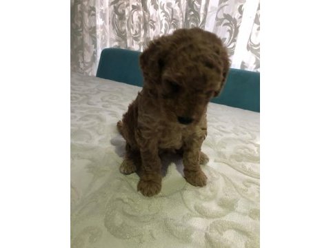 Harika anne babadan poodle