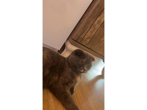 5.5 aylık güzeller güzeli bir dişi scottish fold
