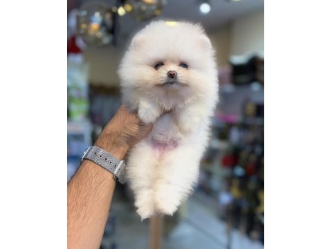 Pomeranian yavruları