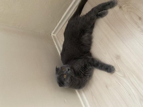 Scottish fold shorthair