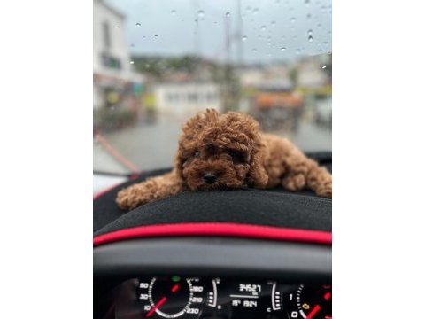 Toy poodle yavrusu
