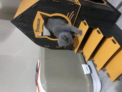 British fold yavrumuz 60 günlük erkek oyuncu uysal acil