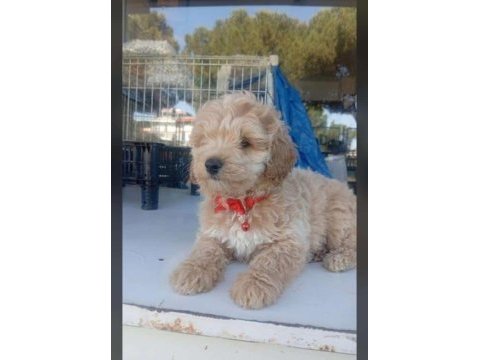 Dişi erkek maltipoo bebekler
