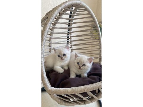 British shorthair lynx point show kalite