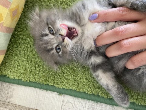 Erkek scottish fold 1.5 aylık
