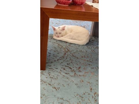 Kedimiz leo ailesini arıyor