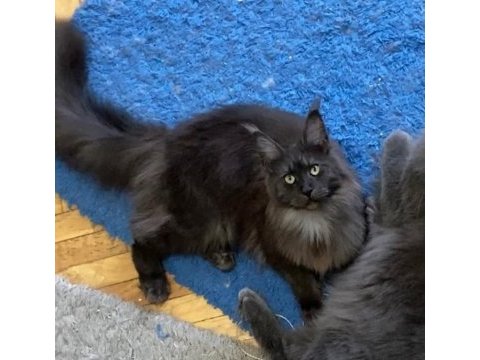 Xxl yurt dışı kan hatlarından a kalite maine coon