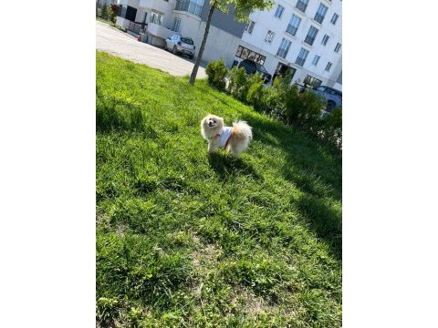 Sevimli ve oyuncu pomeranian köpeğim