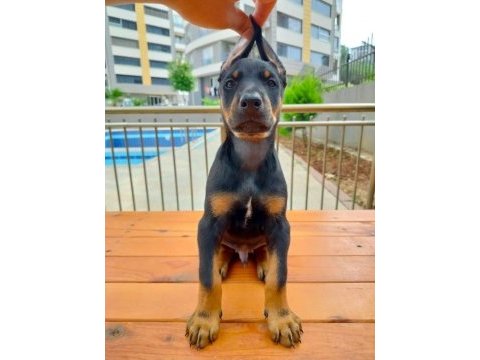 Birbirinden güzel doberman köpekler
