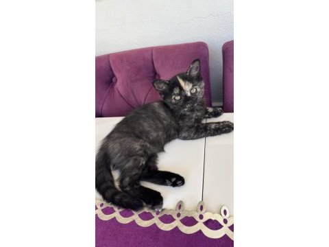 2 aylık yavru british shorthair