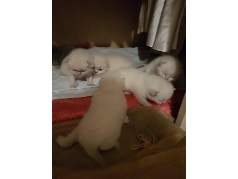 Prens ve prenses british longhair