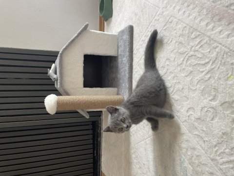 Eğitimli tuvalet alışkanlığı olan british shorthair