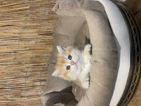 Anne baba şecereli ny12 renk kodlu safkan british shorthair