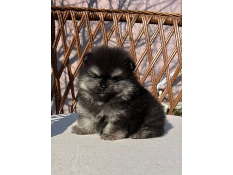Orjinal tam ayı surat garantili pomeranian yavrularım