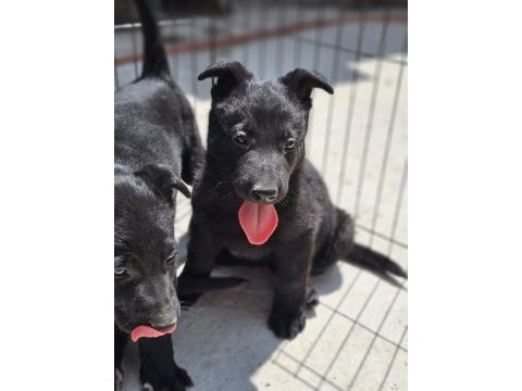 Irkının en iyisi siyah kurt köpeğimiz
