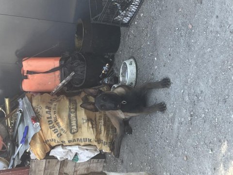 Erkek belçika kurdu safkan