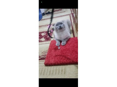 Kedimiz duman yeni sahibini bekliyor