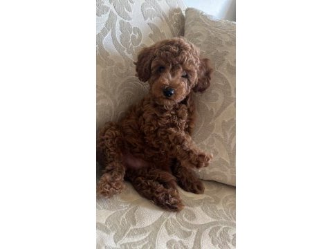 Toy poodle 2 aylık
