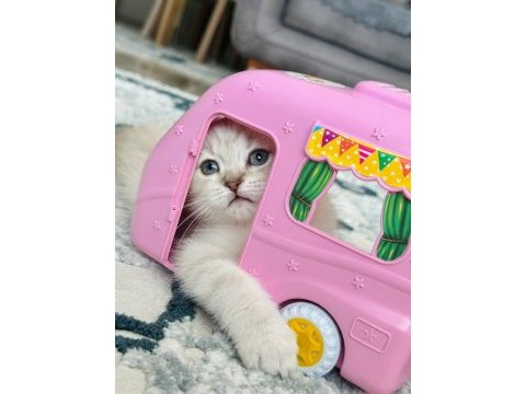 Scottish shorthair lynx tekirdag süleymanpasa