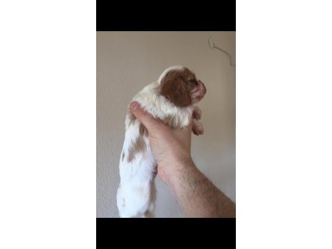 A kalite cavalier king charles yavrularımız
