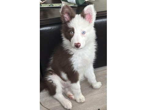 Çok iyi border collie yavruları istanbul