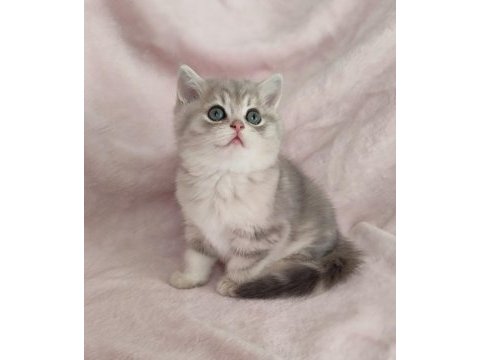 Safkan british shorthair