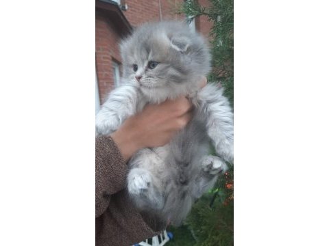 2 aylık inanılmaz sevimli oyuncu scottish fold / straight