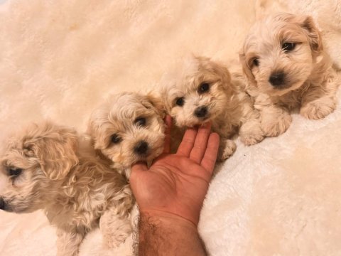 Maltipoo yavrularım yeni yuvalarını bekliyor