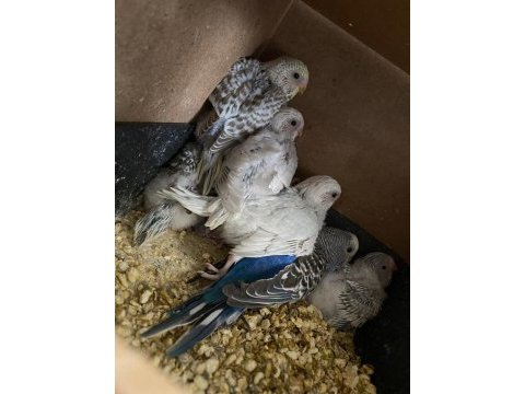 4 yavrulu yavrulayan muhabbet çift eşler tekli sahiplendirme
