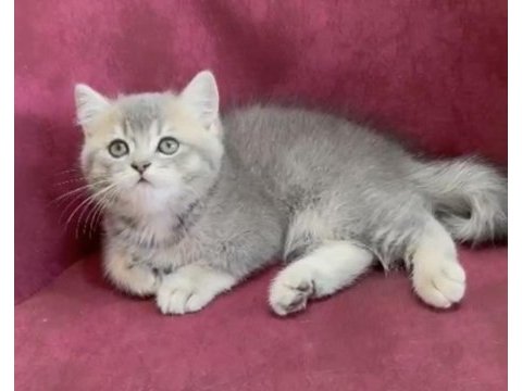 Dev adayı british shorthair erkek