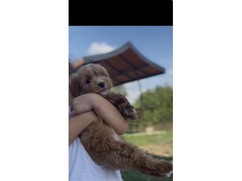 Poodle cins yavru köpeğimiz