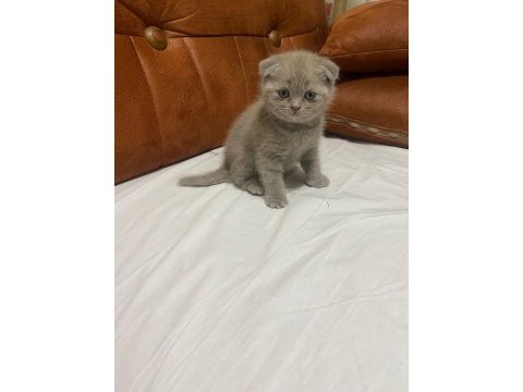Scottish fold kedimiz yeni ailesine gitmeye hazır