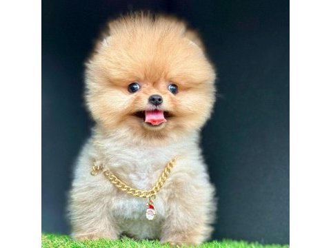 Safkan pomeranian boo bebekler