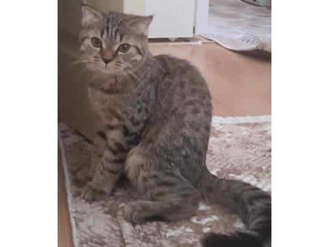 Sahibinden 6 aylık british shorthair yavru