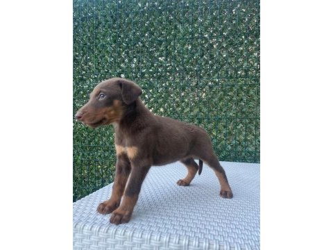 Doberman kızıl ırk