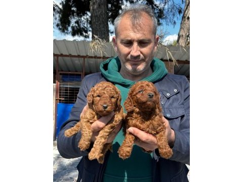 Çok tatlı toy poodle yavrularımız
