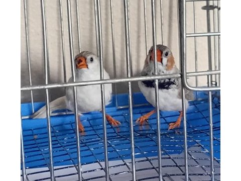 Takım zebra finch