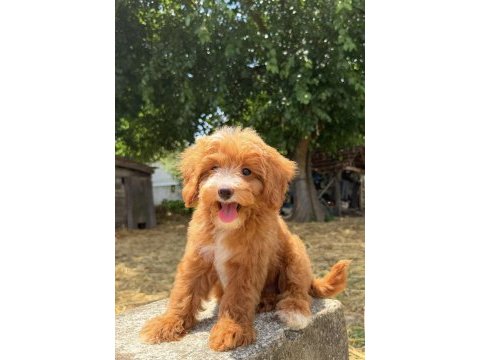 Maltipoo erkek red