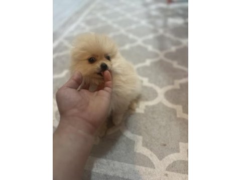 Pomeranian bebek köpekler