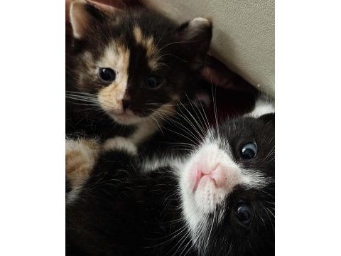 British shorthair cinsi yavru kediler