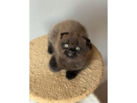 Scottish fold ev ortamından
