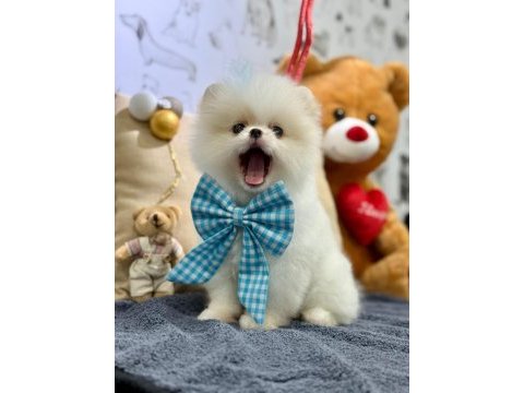 Gülen yüz teddy bear orjinal pomeranian yavrumuz