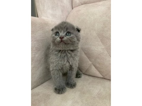 Show kalite ayı surat top kafa bebek kedimiz