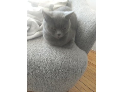 Safkan dişi british shorthair