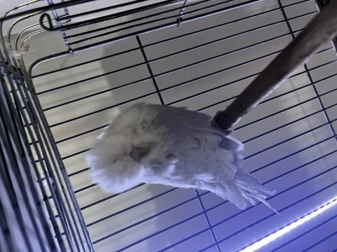 Üst düzey show jumbo muhabbet kuşu