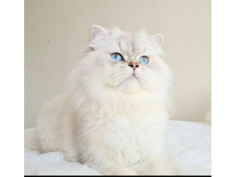 British shorthair yavru