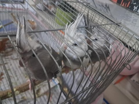 Ele alısık bebek sultanlar